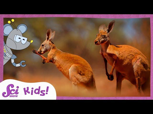 Discover Down Under: Australia and Its Unique Wildlife | SciShow Kids Compilation