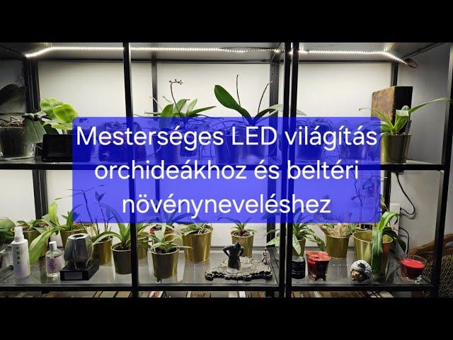 Mesterséges (LED) világítás orchideákhoz (és minden beltéri növényhez) egyszerűen