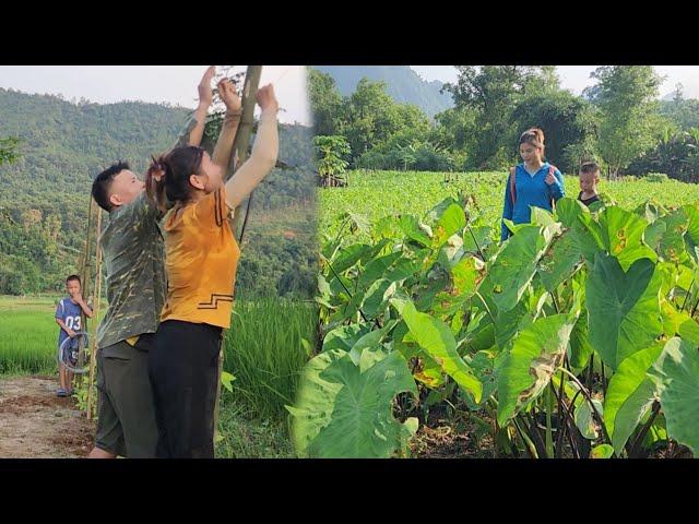 Digging taro to sell, finishing the green bean trellis, Hanh and her son's daily work