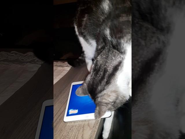 Poes leert spelletje op tablet