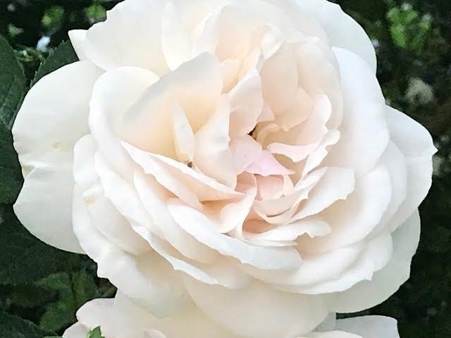 Rosier Floribunda 'Champagne Moment' La rose frivole