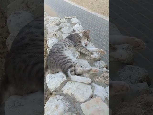 Мохнатый  Котик разложил на камнях свой животик 
