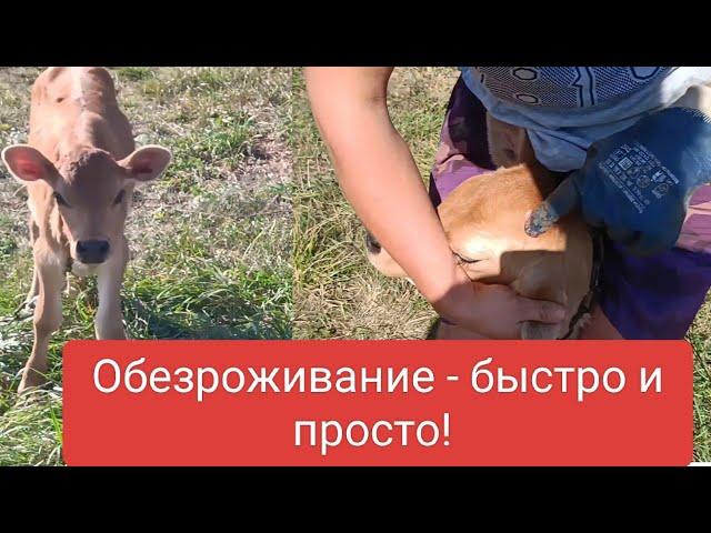 Обезроживание и БЕЗкровная кастрация телят#деревня #животные #изгородавдеревню