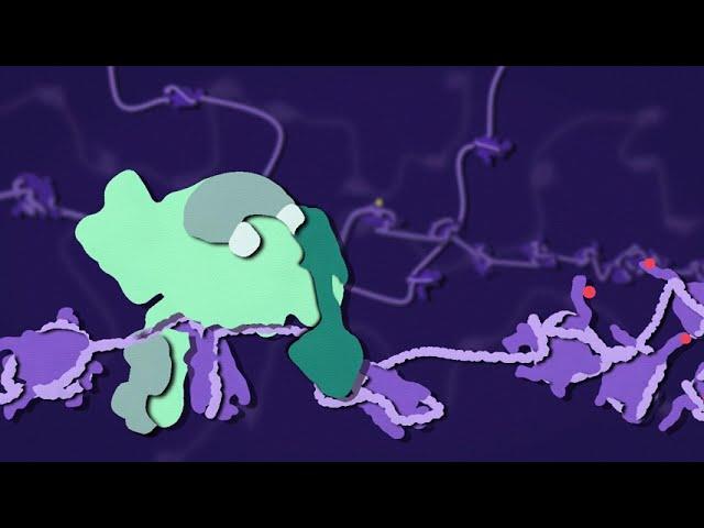 TurboCas: Method for locus-specific labeling genomic regions & isolating their protein interactome