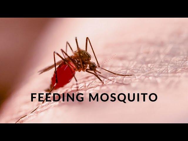 Mücken füttern ;-) - Feeding mosquito | Nahaufnahme, Naturdoku