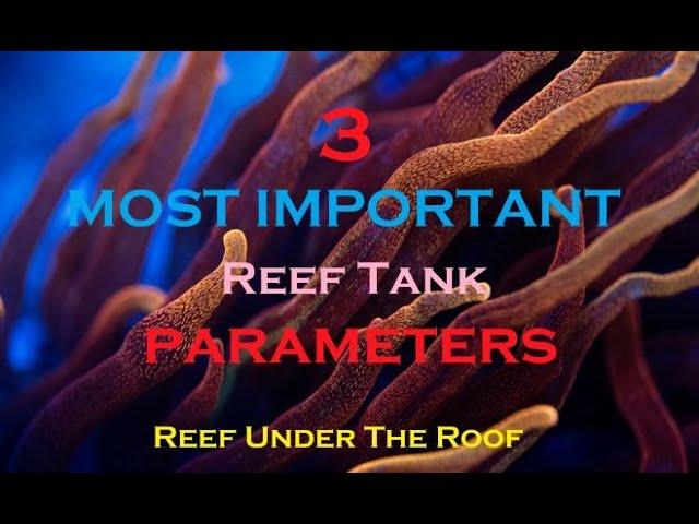 3 MOST IMPORTANT Reef Tank Parameters