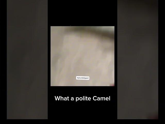 What a polite Camel MEME 