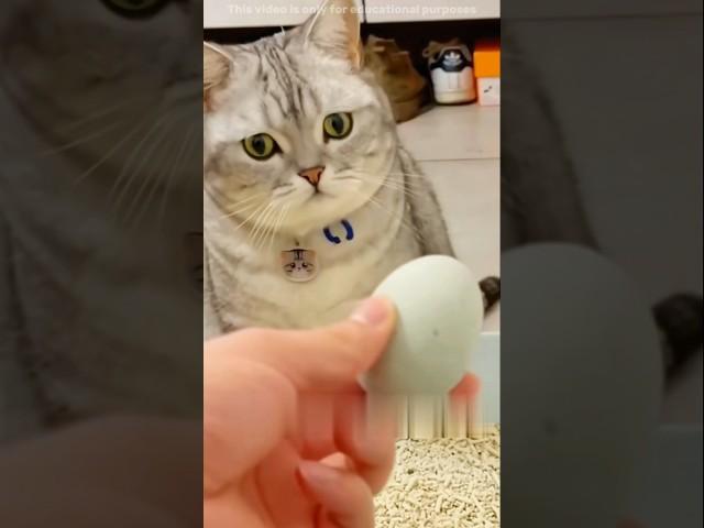 The owner played a big prank on his cat