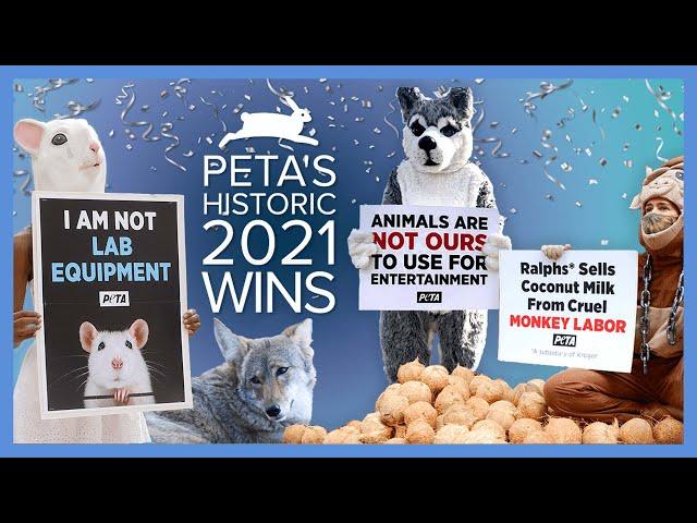 A Banner Year for Animal Liberation: PETA’s Unstoppable Wins in 2021