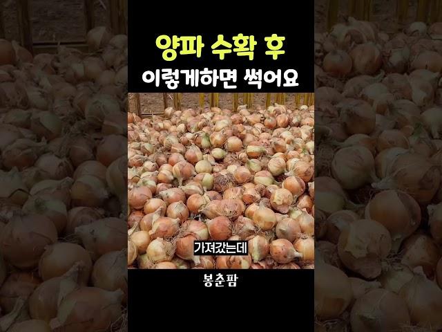 양파 수확 후 저장하는 법