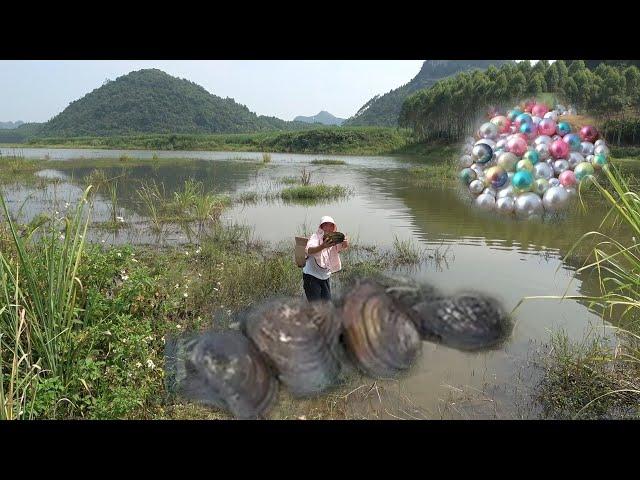 Pearl hunters/wild oysters have grown for many years, and pearls are harvested