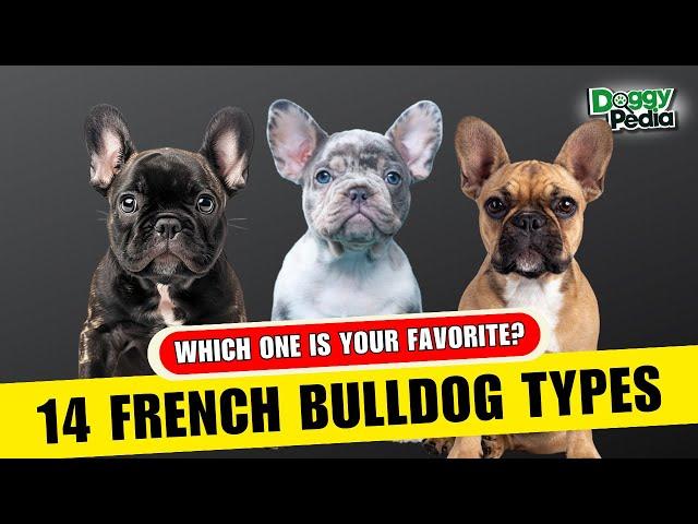 14 Different Types Of French Bulldogs