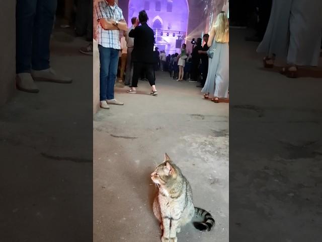 Allenburg Church  1405 & #cats #gatto #life