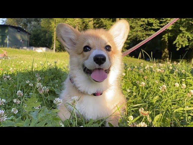 Corgi from Puppy to Adult (2 months to 1 year)