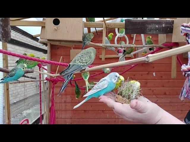 2 hours of Budgies Singing Playing in their Aviary