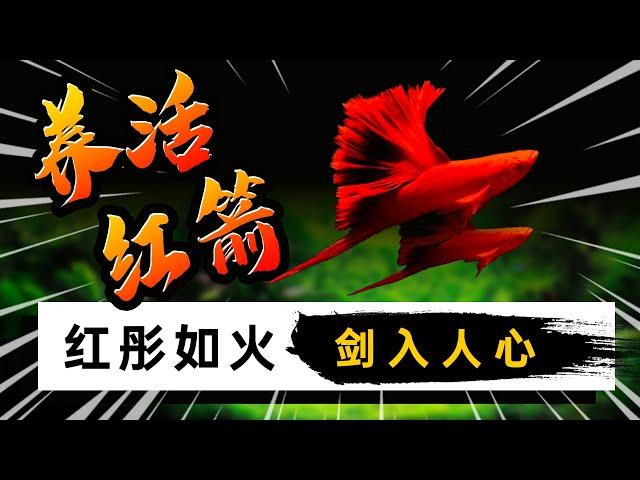 中国大陆过气的观赏鱼，也不知道你愿不愿意养？帮助你养活养好热带红箭剑