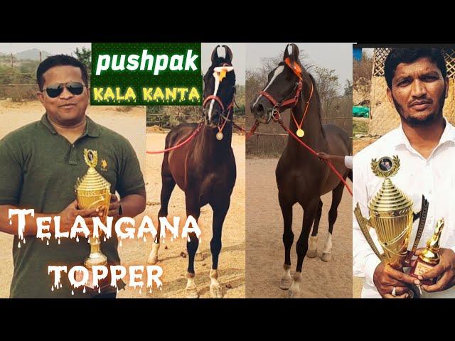 all india marwadi horse show in Bangalore 2023 | pushpak ghoda | Telangana state ka pehla winner 