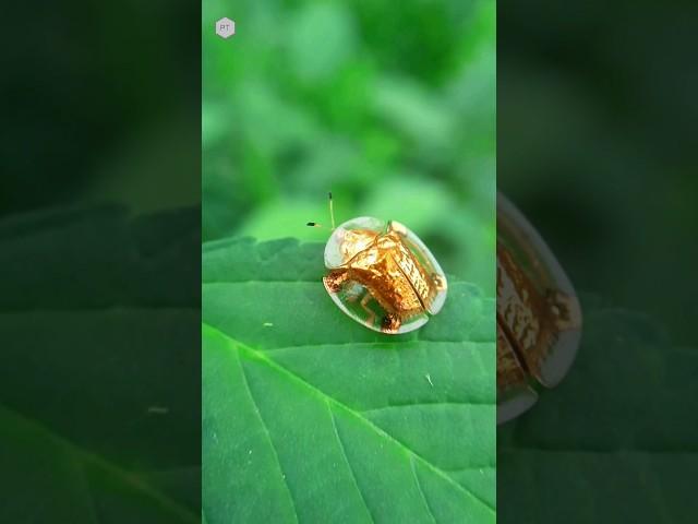 Golden Tortoise Beetle || Gold Beetle || #shorts #youtubeshorts #youtubeindia #nature #viral