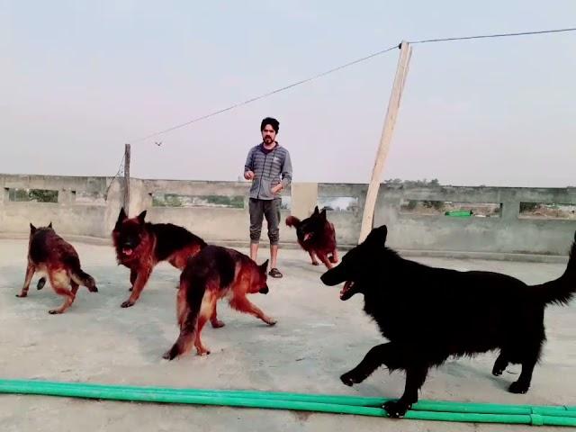 My Dogs in Playing Mood@Z.HPets