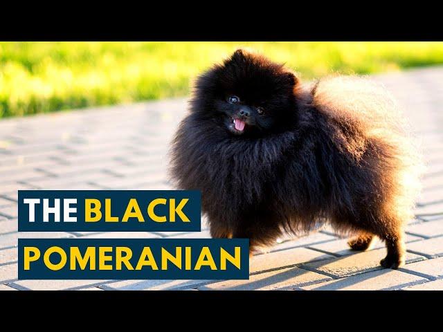 Black Pomeranian: 10 Things Owners Should Know Before Adopting This Fluffy Dog!