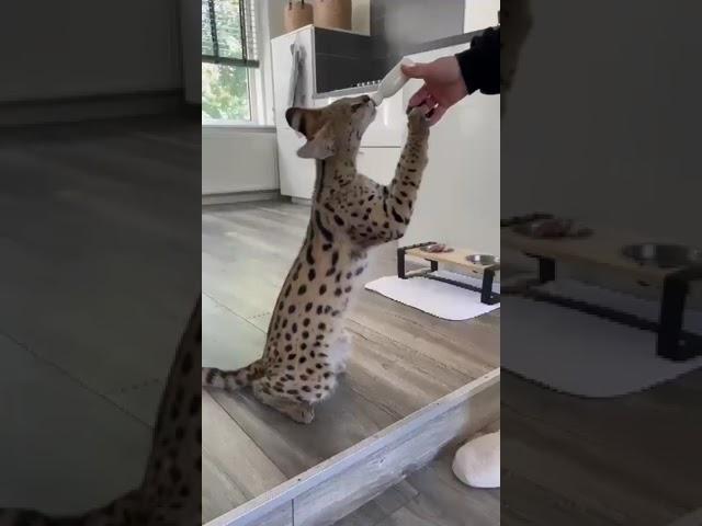 Cat sound serval