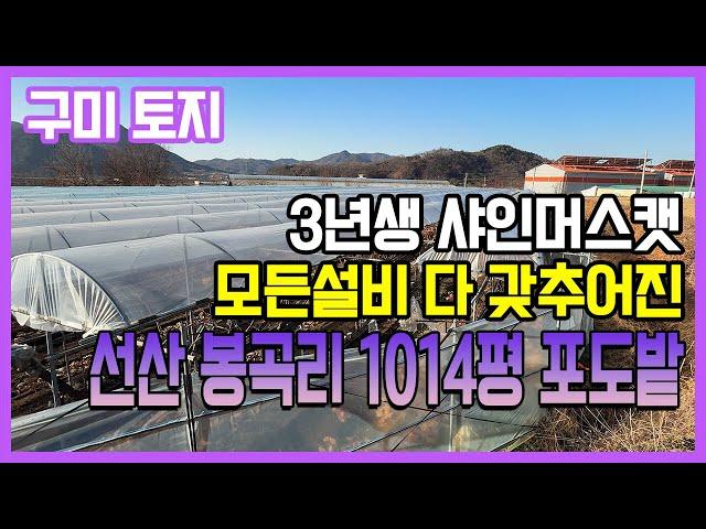 구미 토지, 농막부터 지하수까지, 모든설비 다 갖춘 샤인머스캣 포도밭 1014평, 선산읍 봉곡리 매매