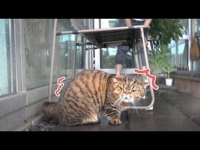 LuLu, the Storm️ Chasing Cat (ENG SUB)