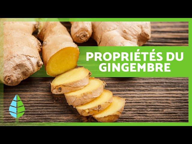 BIENFAITS du GINGEMBRE  (Propriétés et utilisation)