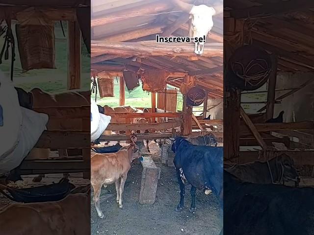 COUNTRY SHED AND DAIRY COWS! #viralvideo #farm #cattle rancher #goes viral #country life #agricul...