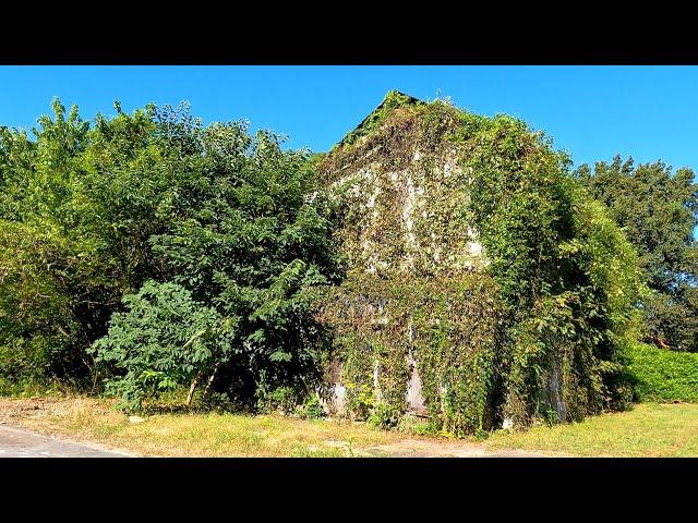 Nature Reclaiming Buildings & Homes in Cairo, Illinois