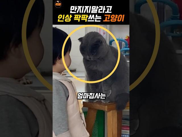 고양이가 인상쓰는 이유