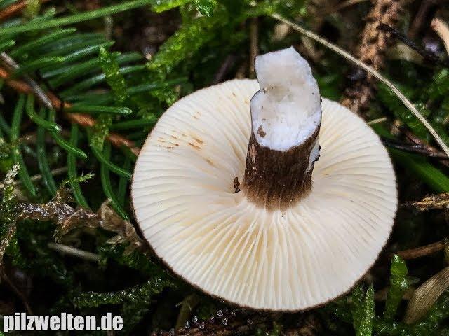 Schwarzkopf-Milchling, Kaminkehrer, Rußkopf, Lactarius Lignyotus, Lactariella Lignyota