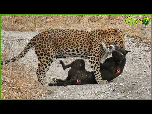 30 Moments When Hungry Leopards Break Into People's Houses to Attack Dogs | Animal Fight