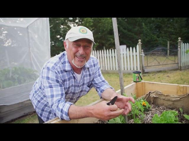 Pruning Young Tomato Plants