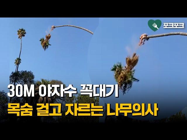 '만화처럼 피융~'···야자수 꼭대기 자르는 나무의사, 왜?