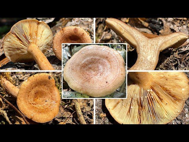 Pilzportrait - Eichenmilchling, Lactarius quietus, Lactifluus quietus, Lactarius quieta