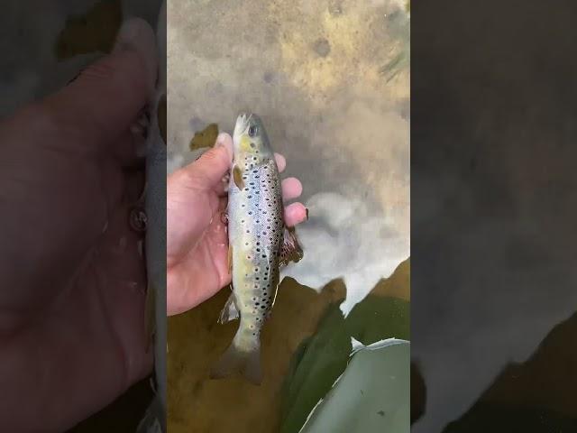 Крупненькая фора идет домой #fishing #рыбалка