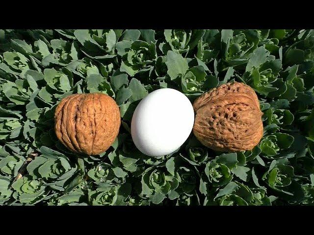 Сколько можно заработать на Больших грецкий Орехах?