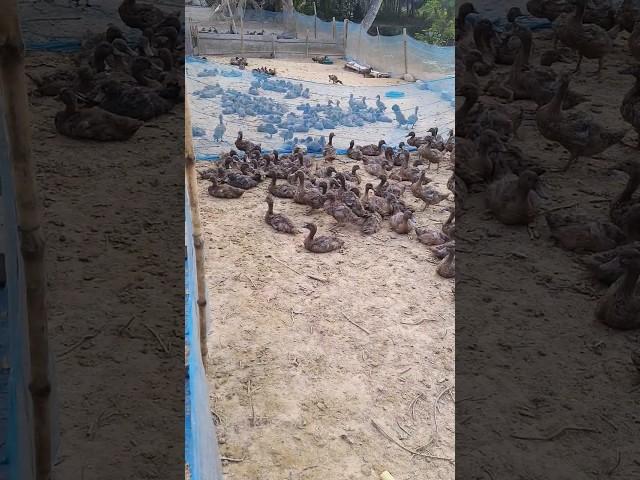 Low cost duck farm #short