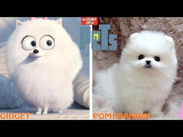 The Secret Life of Pets Characters in Real Life