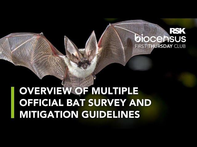 Bats: How to make the most of so many new guidelines without drowning