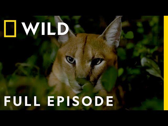 African Savanna: The Fight for Survival (Full Episode) | Dead by Dawn