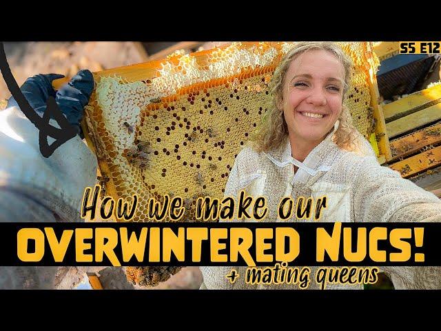 HOW We Mate 100 Queens and Make OVERWINTERED Nucs! Beekeeping 101 #beekeeping