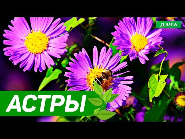 Добрый сад №2 - Астры | Как Выбрать Астры
