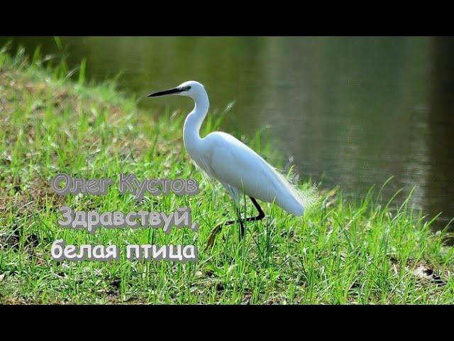 Здравствуй, белая птица