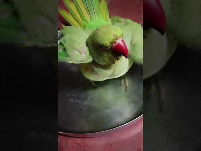 #parrot#trendingshorts#talkingparot#cutebird️#vialshorts#parrotlover#cuteparrot