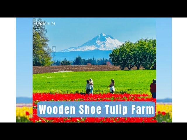 Wooden Shoe Tulip Farm Oregon