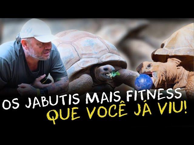 O DIA A DIA DOS GIGANTES: COMO SÃO OS CUIDADOS DOS JABUTIS NO ZOOLÓGICO!