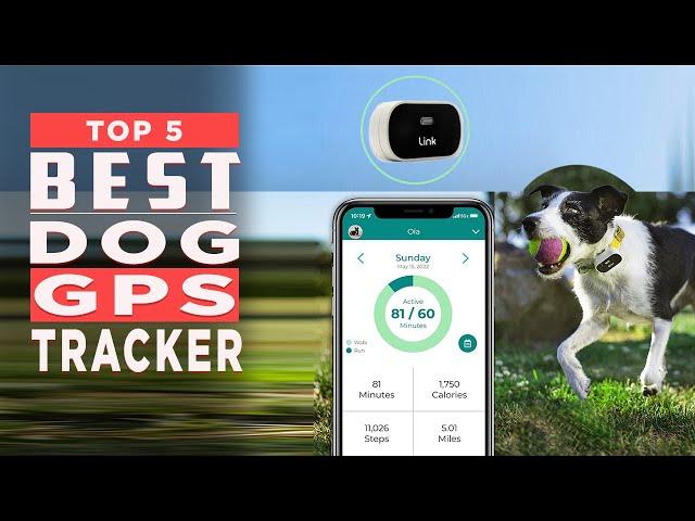 Best Dog GPS Tracker 2024