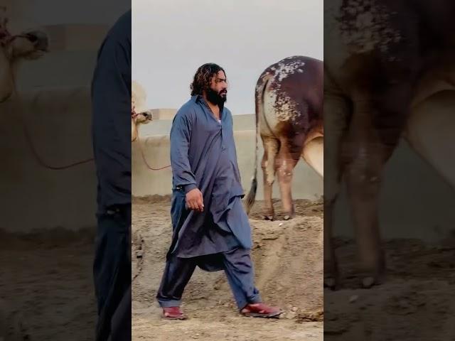Hassan Qureshi 302 Farm With Beautiful Cow ️ #302 #shorts #youtubeshorts #viralvideo #cow #2025